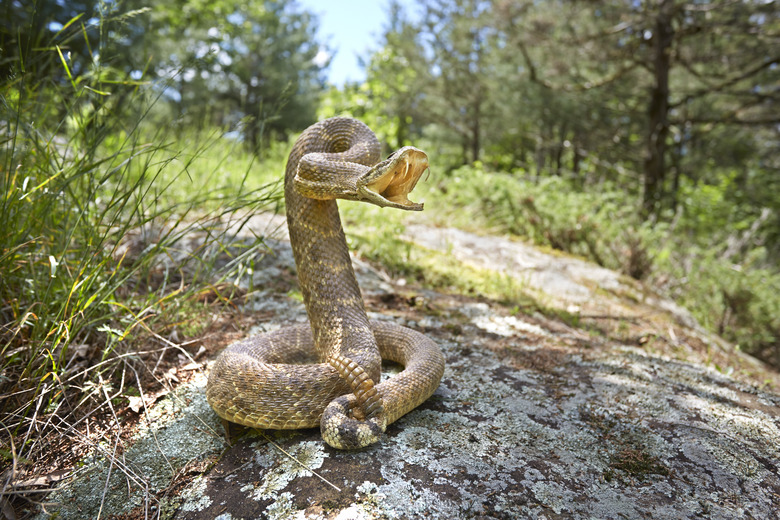 <h3>Identifying Baby Rattlesnakes</h3>