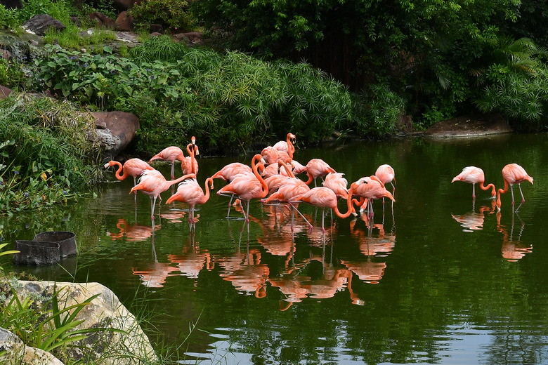 <h3>Are Pink Flamingos Found in Hawaii?</h3>