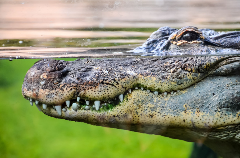 <h3>Exploring the Similarities Between Alligators and Crocodiles</h3> <br /><h4>Understanding Their Common Traits</h4>