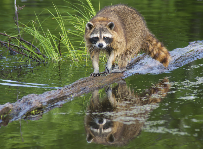 <h3>Wildlife Species in the Piedmont Region of Georgia</h3>