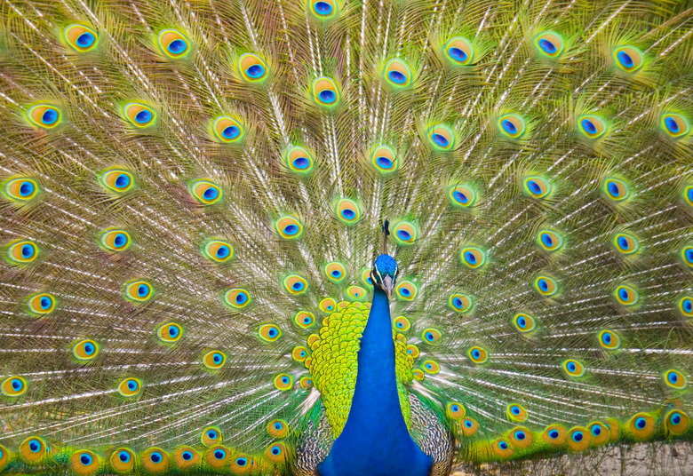 <h3>The Journey of a Peacock Through Its Life Cycle</h3><br />