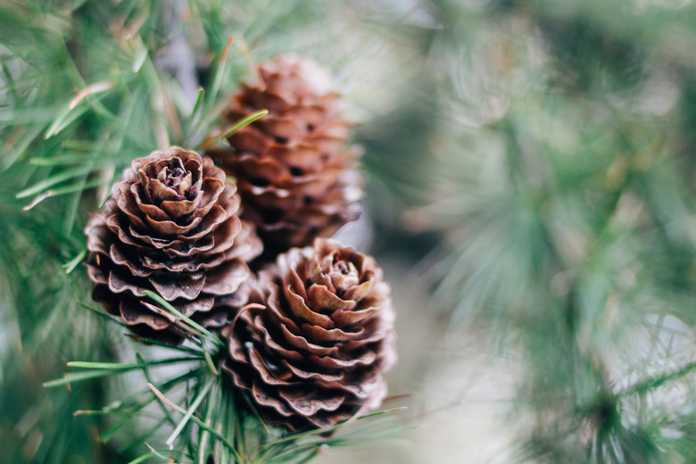 <h3>Understanding the Differences Between Male Pollen and Female Seed Pine Cones</h3>