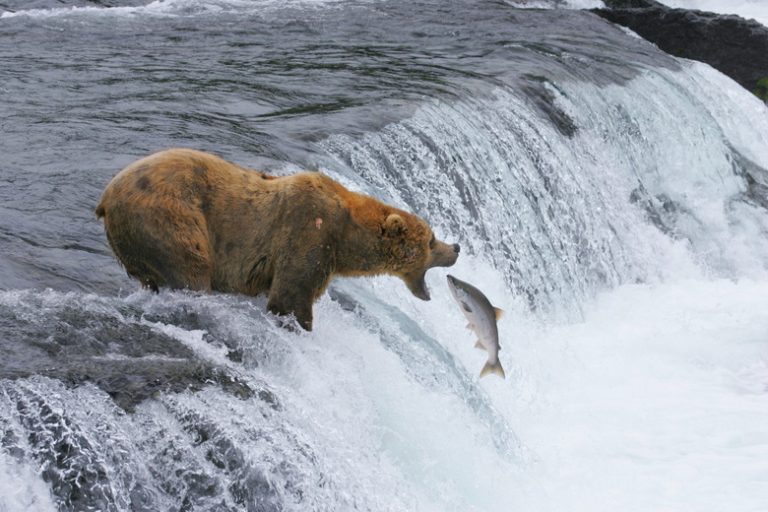 <h3>Creatures of the Ecosystem</h3> <br /><h4>Exploring the Role of Animals in Nature</h4>