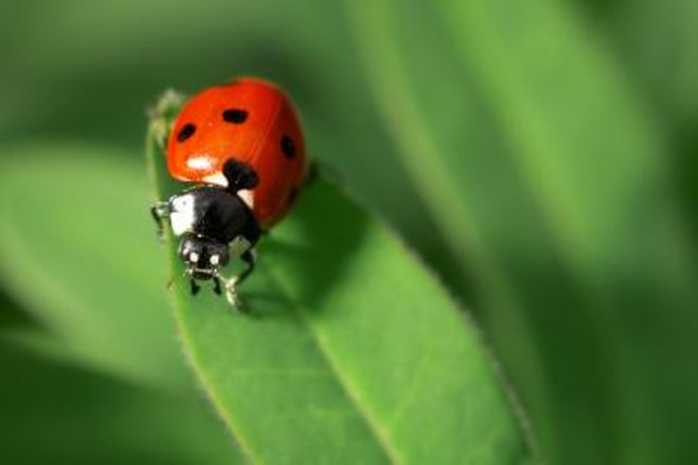 <h3>Distinctions Between Male and Female Ladybugs</h3>