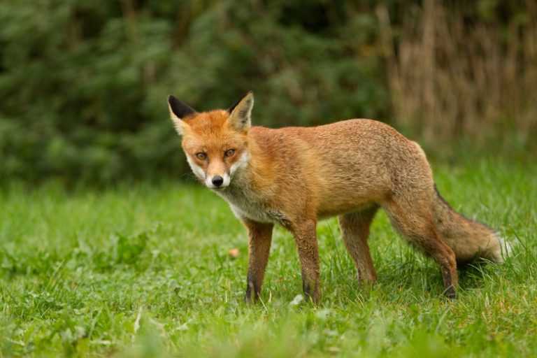 <h3>Which Animals Are Repelled by Fox Urine?</h3>