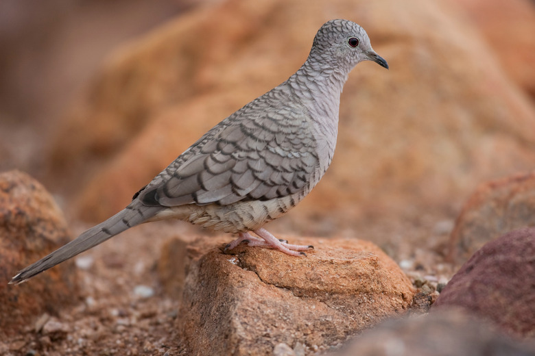 <h3>Exploring the Unique Traits of Doves</h3>