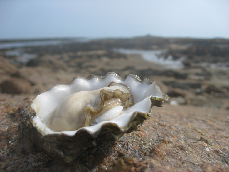 <h3>Understanding Oyster Reproduction</h3>