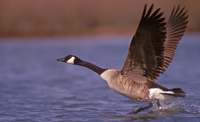 <h3>Exploring the Various Types of Geese</h3>
