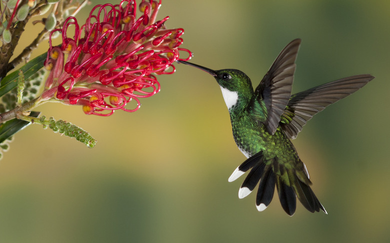 <h3>Exploring the Life Cycle of Hummingbirds</h3>