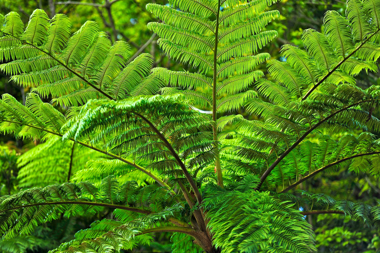 <h3>Threatened Flora of the Philippines</h3>