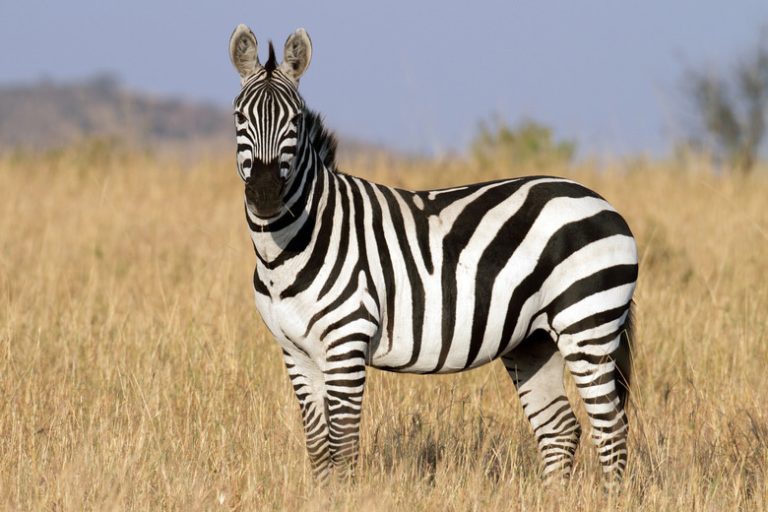 <h3>Exploring the Unique Traits of Zebras</h3>