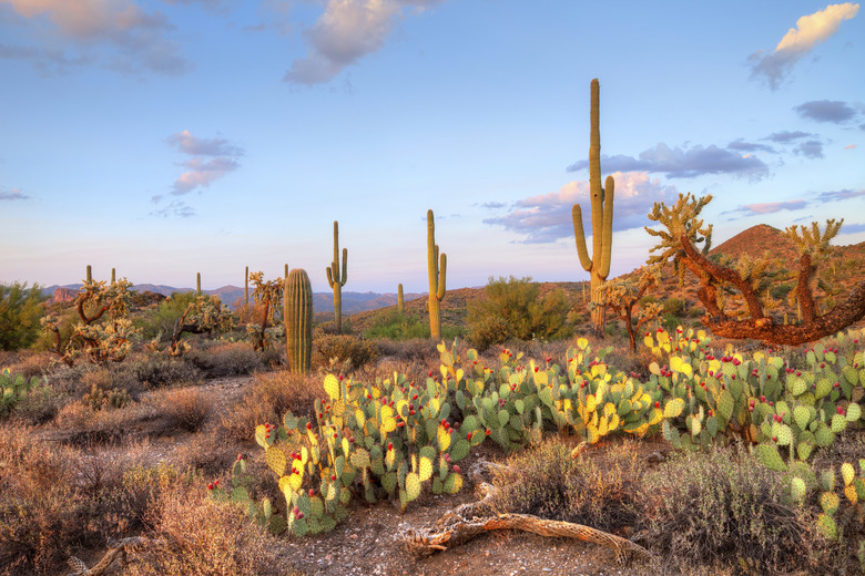 <h3>The Significance of Deserts</h3>