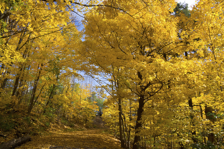 <h3>Food Chains in the Deciduous Forest</h3><br />