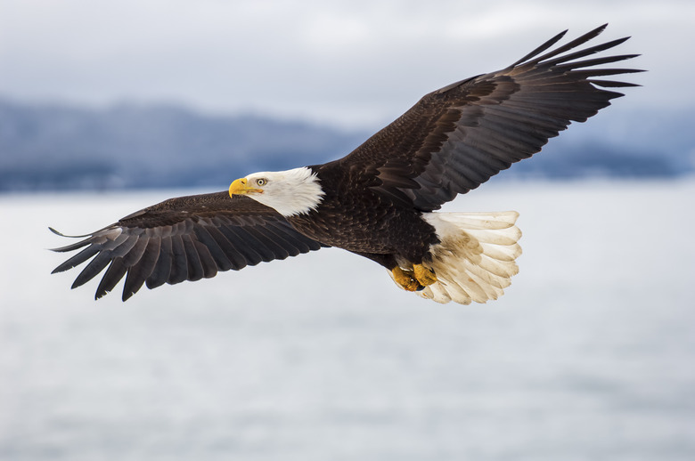 <h3>Understanding the Life Cycle of an Eagle</h3>