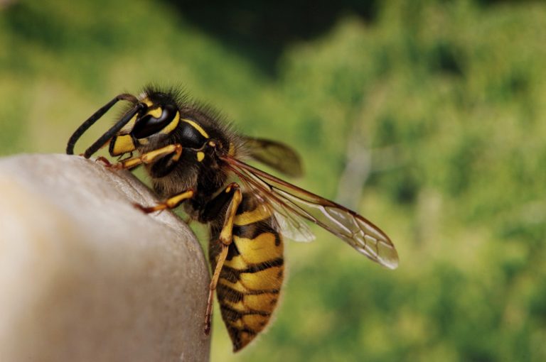 <h3>Natural Enemies of Wasps</h3> <br /><h4>Understanding Wasp Predators</h4>