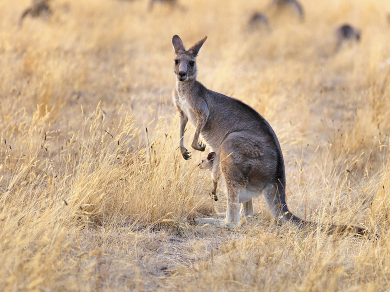 <h3>Comprehensive Guide to Marsupial Animals</h3>