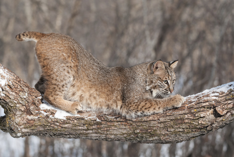 <h3>What Adaptations Does a Bobcat Possess?</h3>