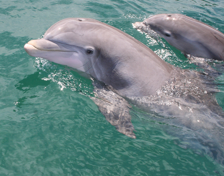 <h3>Dolphin Nursing Practices Explained</h3>