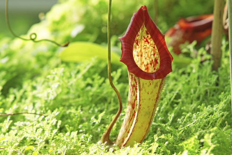 <h3>Intriguing Facts About the Pitcher Plant</h3>