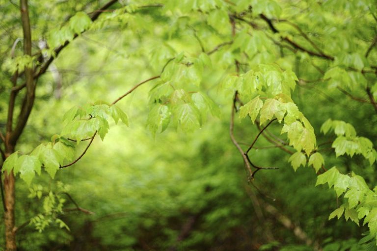 <h3>Exploring the Constraints of Temperate Forests</h3>