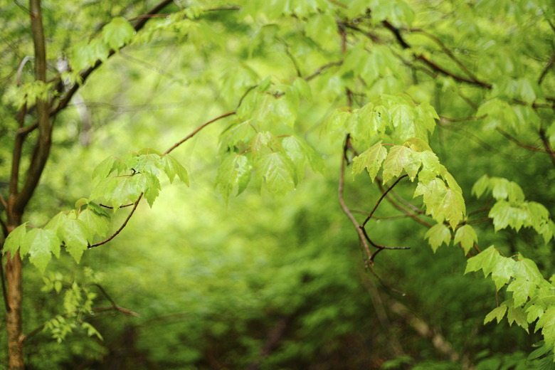 <h3>Exploring the Constraints of Temperate Forests</h3>