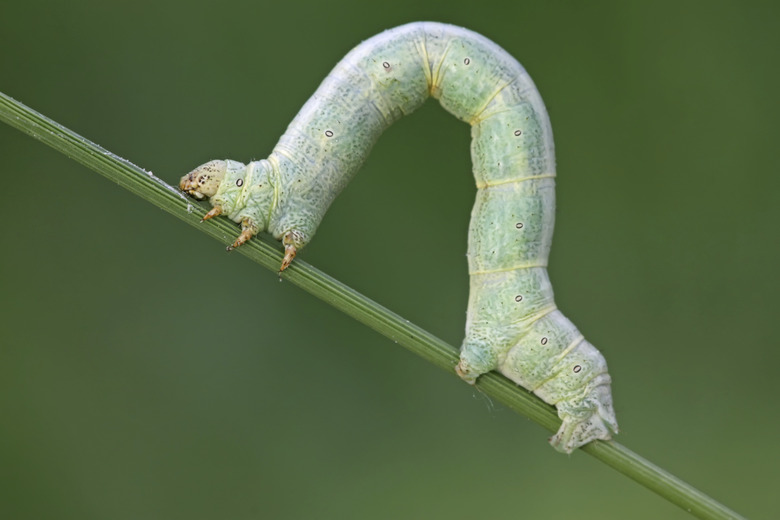 <h3>Inchworm Life Cycle</h3> <h4>Sciencing</h4>