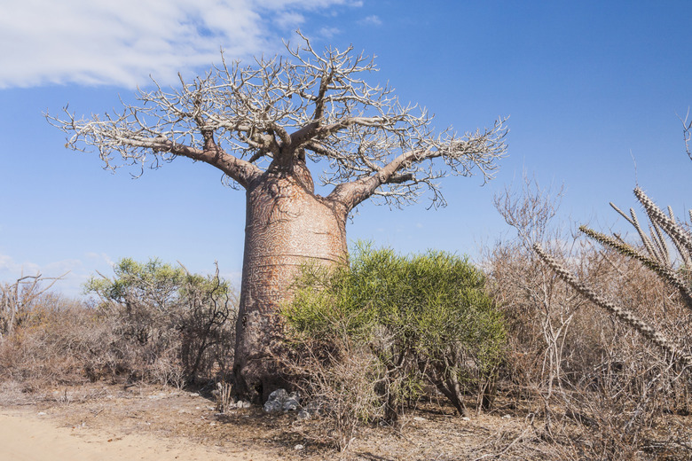 <h3>Flora of the Tropical Savanna</h3>