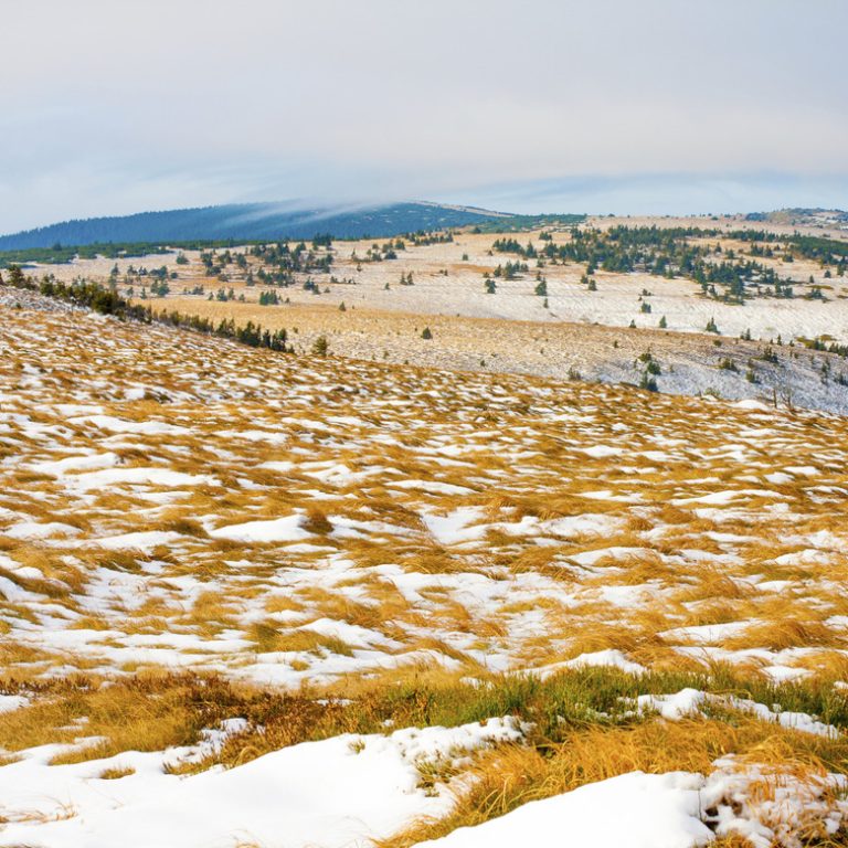 <h3>Flora and Fauna of the Tundra</h3><br />