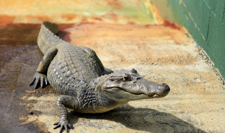 <h3>Diverse Varieties of Alligators</h3><br /><h4>Sciencing</h4><br />