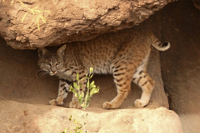 <h3>Creatures of the Desert Ecosystem</h3>