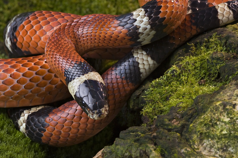 <h3>Distinguishing Between Copperhead and Milk Snake</h3>