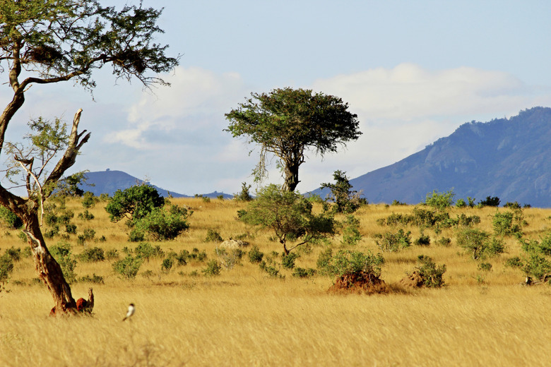 <h3>Varieties of Trees, Grasses, and Shrubs in the Savanna</h3>