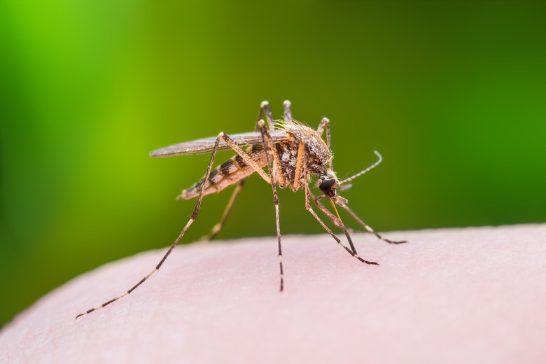 <h3>Comparing Mosquito and Sand Fly Bites</h3>