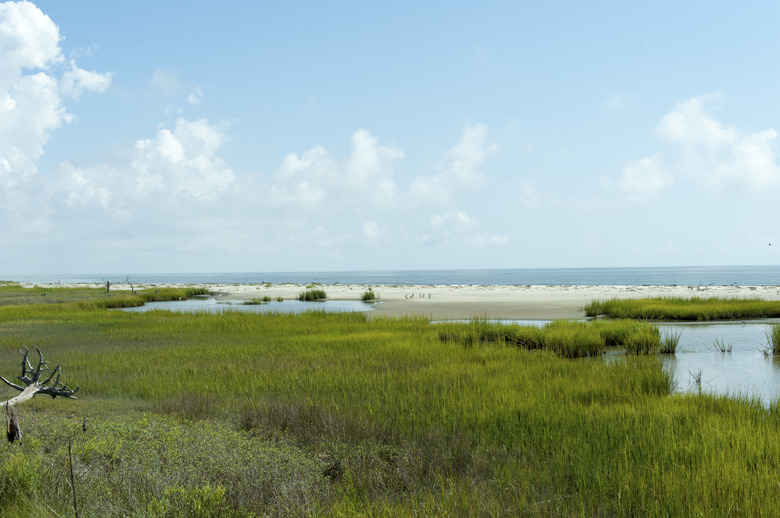 <h3>Varieties of Swamp Grass</h3> <br /><h4>Understanding Different Types</h4>