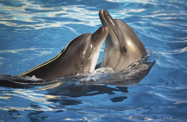 <h3>Exploring the Anatomy of Dolphins</h3> <br /><h4>A Look at Dolphin Body Parts</h4>