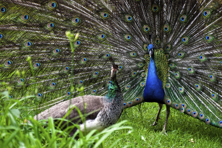 <h3>Understanding Peacock Mating Behavior</h3>