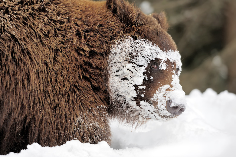 <h3>Adaptations of Animals in the Temperate Rainforest</h3>