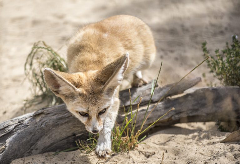 <h3>Wildlife of the Thar Desert</h3>