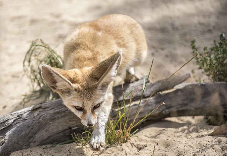 <h3>Wildlife of the Thar Desert</h3>