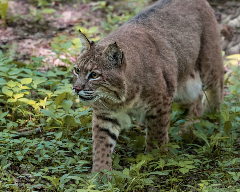 <h3>Exploring the Wild Cat Species of New York</h3>