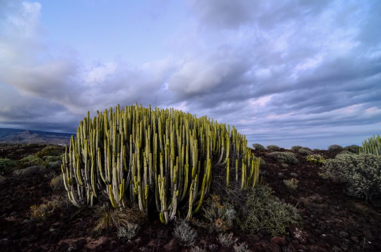 <h3>Organisms Found in the Desert Biome</h3>