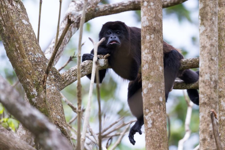 <h3>Adaptations of Monkeys for Jungle Survival</h3>