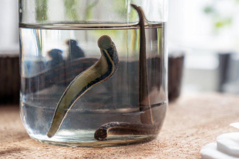 <h3>Understanding the Life Cycle of Leeches</h3>