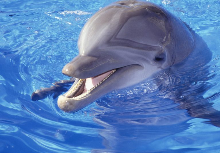 <h3>Understanding the Lifespan of Dolphins</h3>