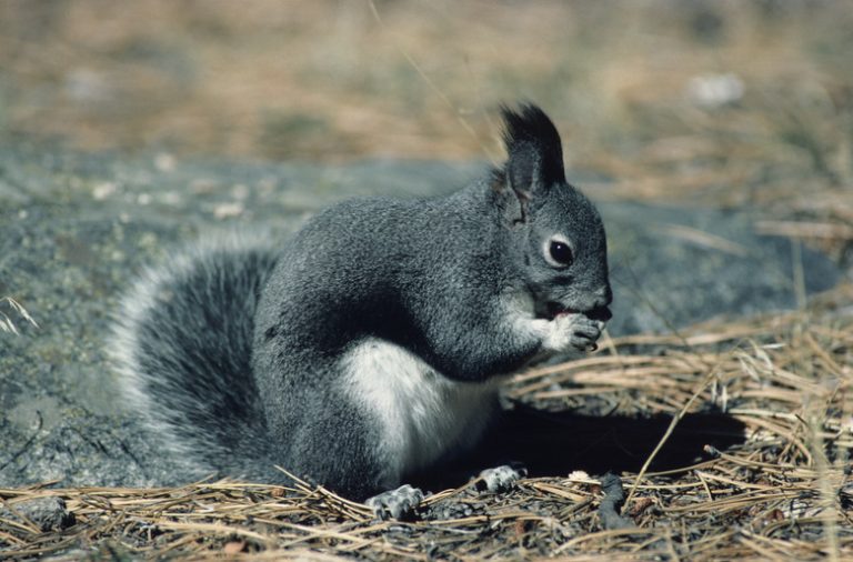 <h3>Signs & Symptoms of Rabies in Squirrels</h3>