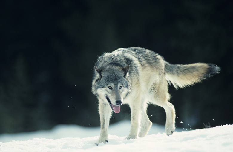 <h3>What Adaptations Are Found in Wolves?</h3>