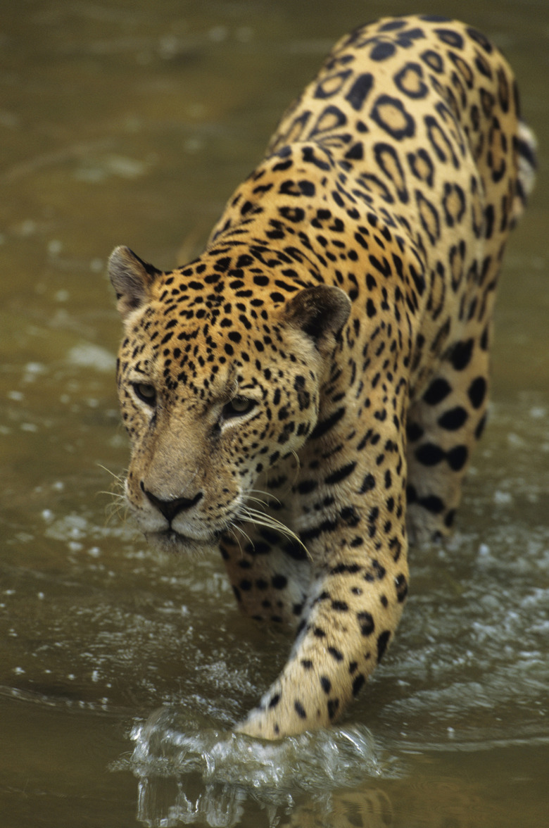 <h3>The Climate Influencing Jaguar Ecosystems</h3>