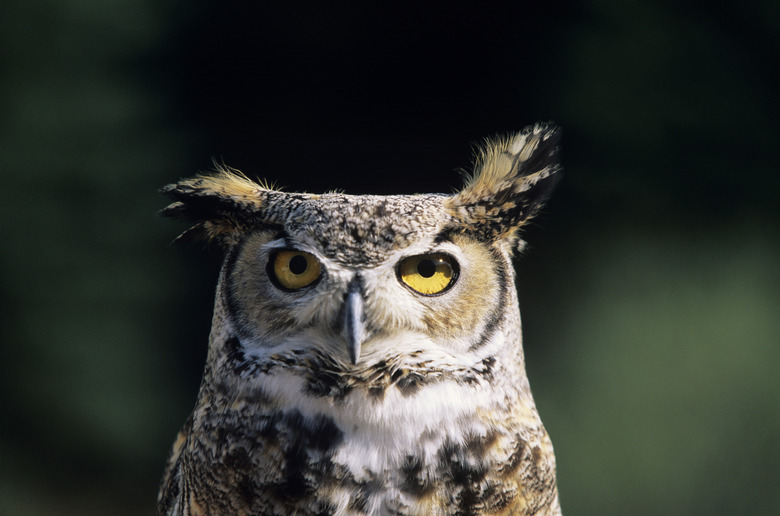 <h3>What Sounds Do Owls Make at Night?</h3>