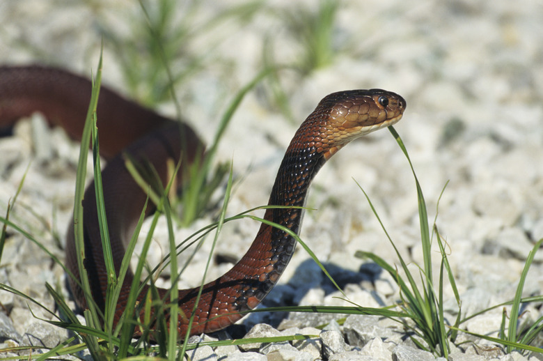 <h3>Live-Birthing Reptiles</h3>