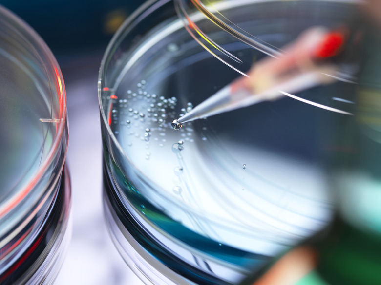 <h3>Identifying Mold in Petri Dishes</h3>